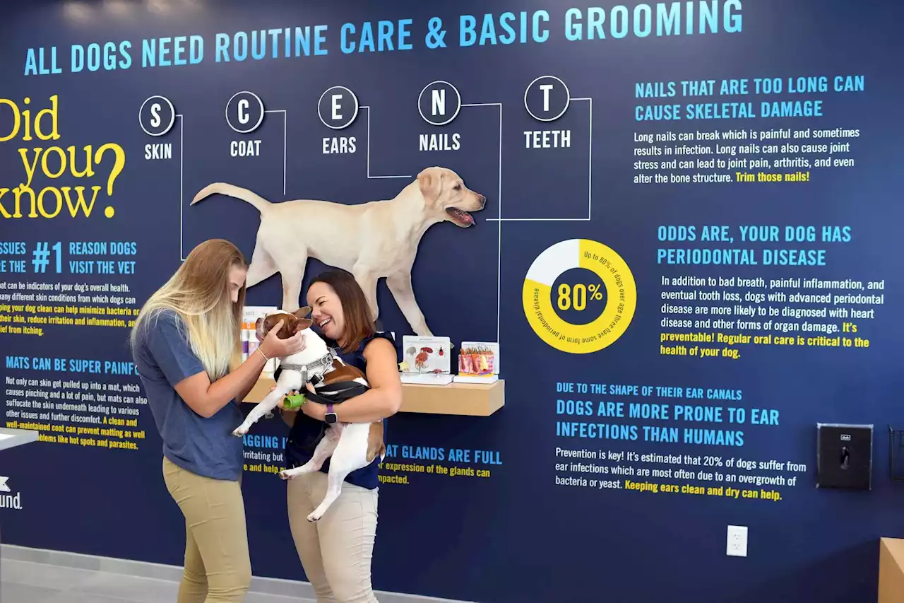 Retail wrap: Scenthound dog grooming makes Houston debut in Meyerland