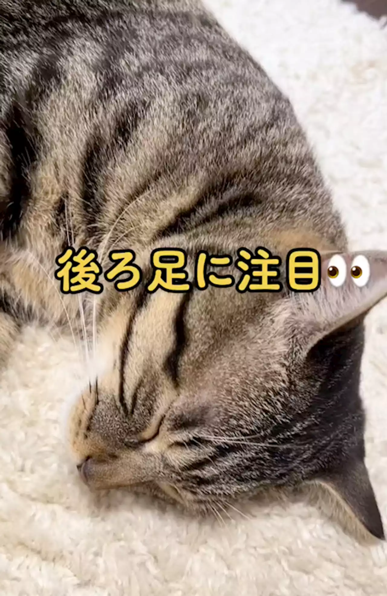 なんでそうなった!? スヤスヤと寝る猫ちゃんの後ろ足を見てみると……想像の斜め上をいく寝方に爆笑！ - トピックス｜Infoseekニュース