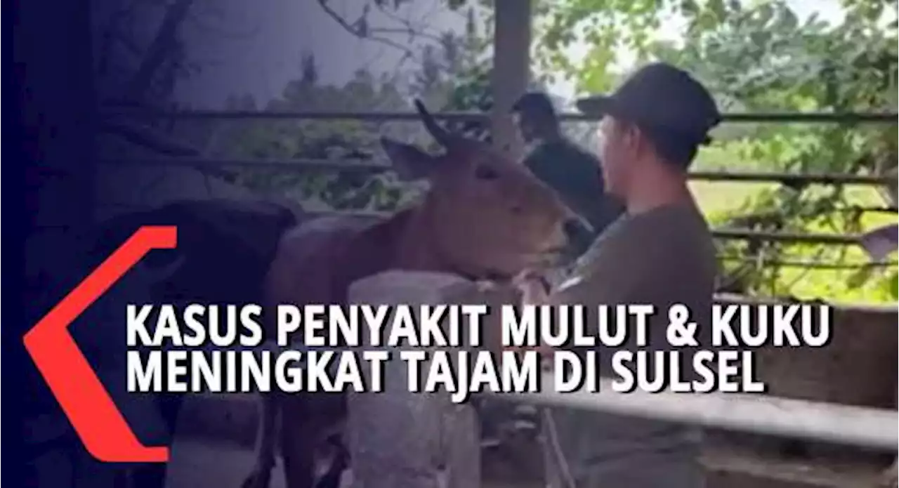 Kasus Penyakit Mulut & Kuku Meningkat Tajam Di Sulsel