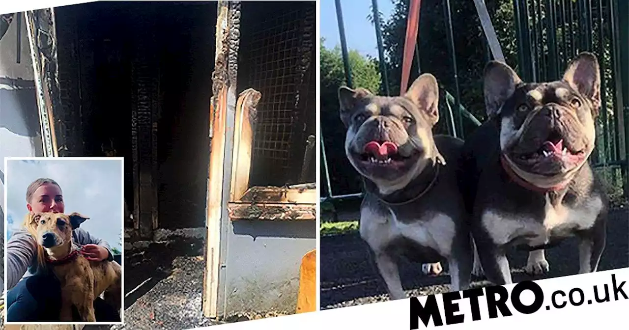 Seven dogs burned alive after being covered in petrol in kennel attack