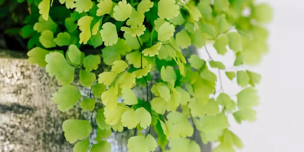 Maidenhair Fern Care: How To Tend To The Finicky Plant