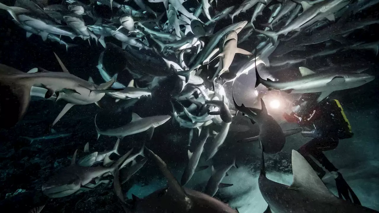 Here’s what it’s like to dive through French Polynesia’s shark alley