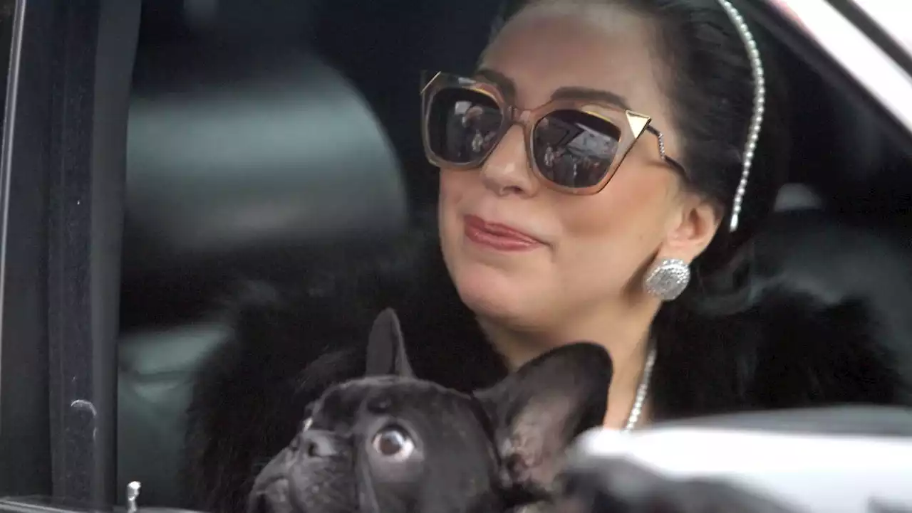 Lady Gagas mutmaßlicher Hundedieb auf freiem Fuß