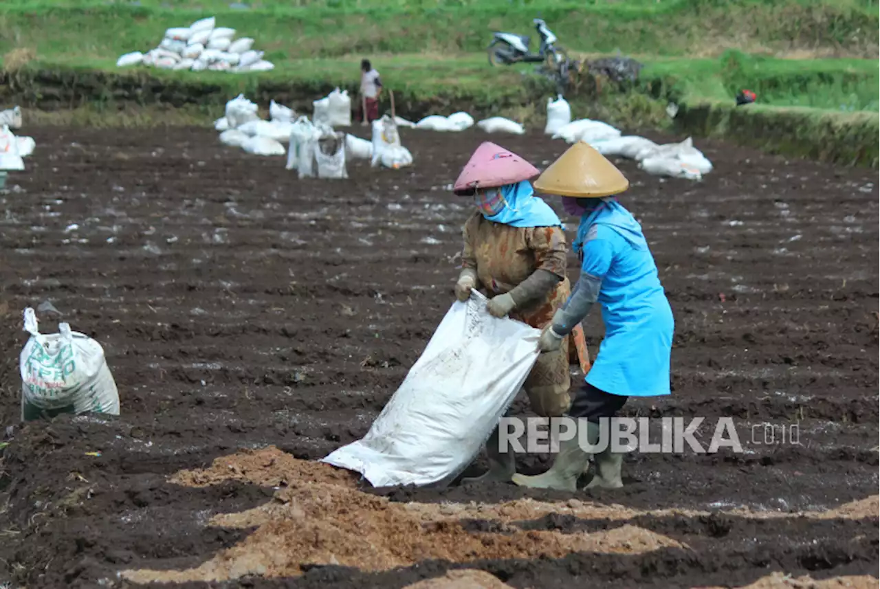 Petani Probolinggo Diimbau Gunakan Pupuk Kandang Saat Subsidi Dicabut |Republika Online