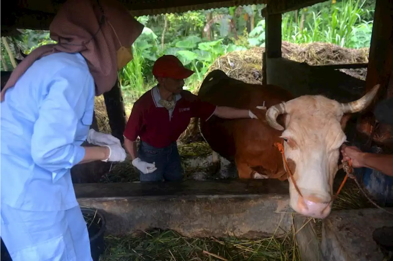 Wiku: Pulau Jawa Masuk Zona Rawan Penyebaran Wabah PMK |Republika Online