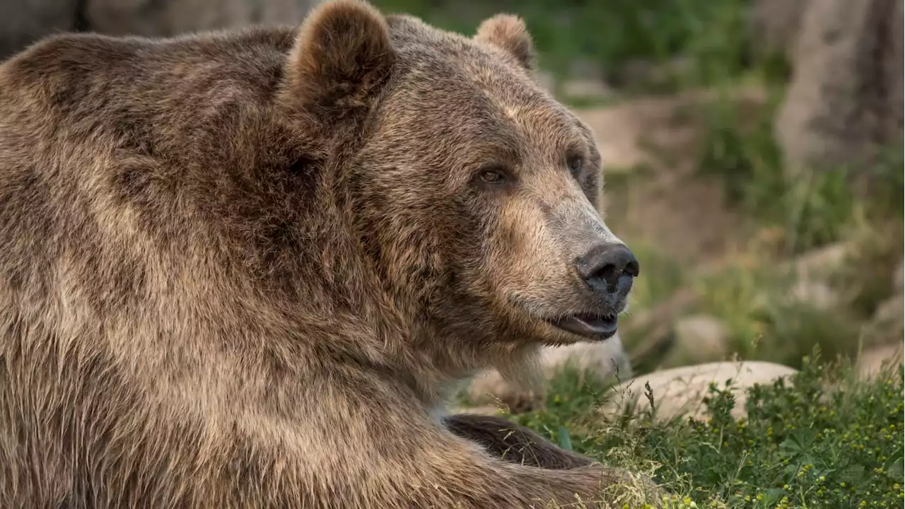 Massive Grizzly Came Back and Killed California Woman After She Chased It Off