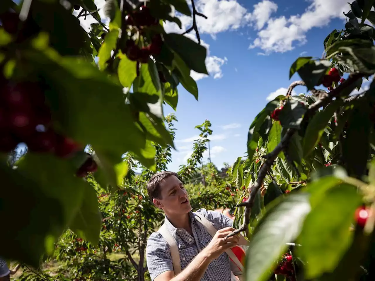 Trudeau tours B.C. cherry farm, where weather events have affected crop