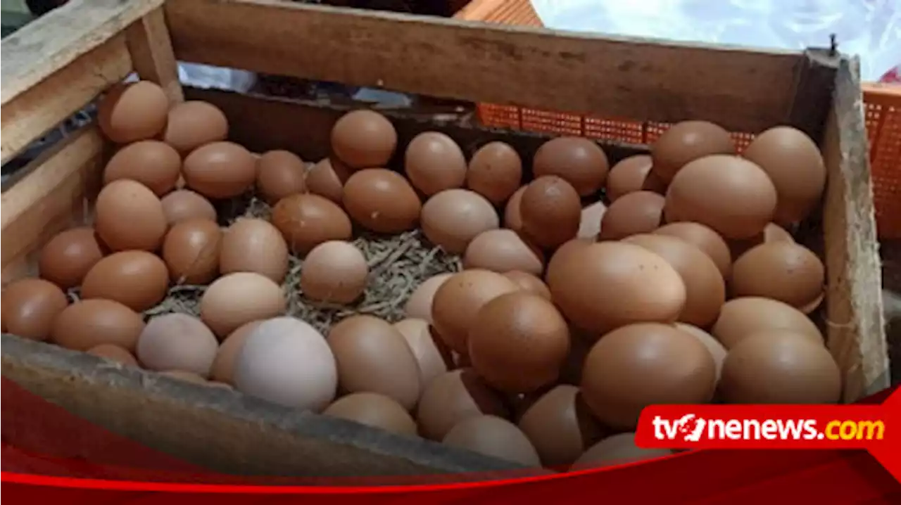 Harga Telur di Jember Tembus Rp 29 Ribu per Kilogram, Warga Buru Telur Retak