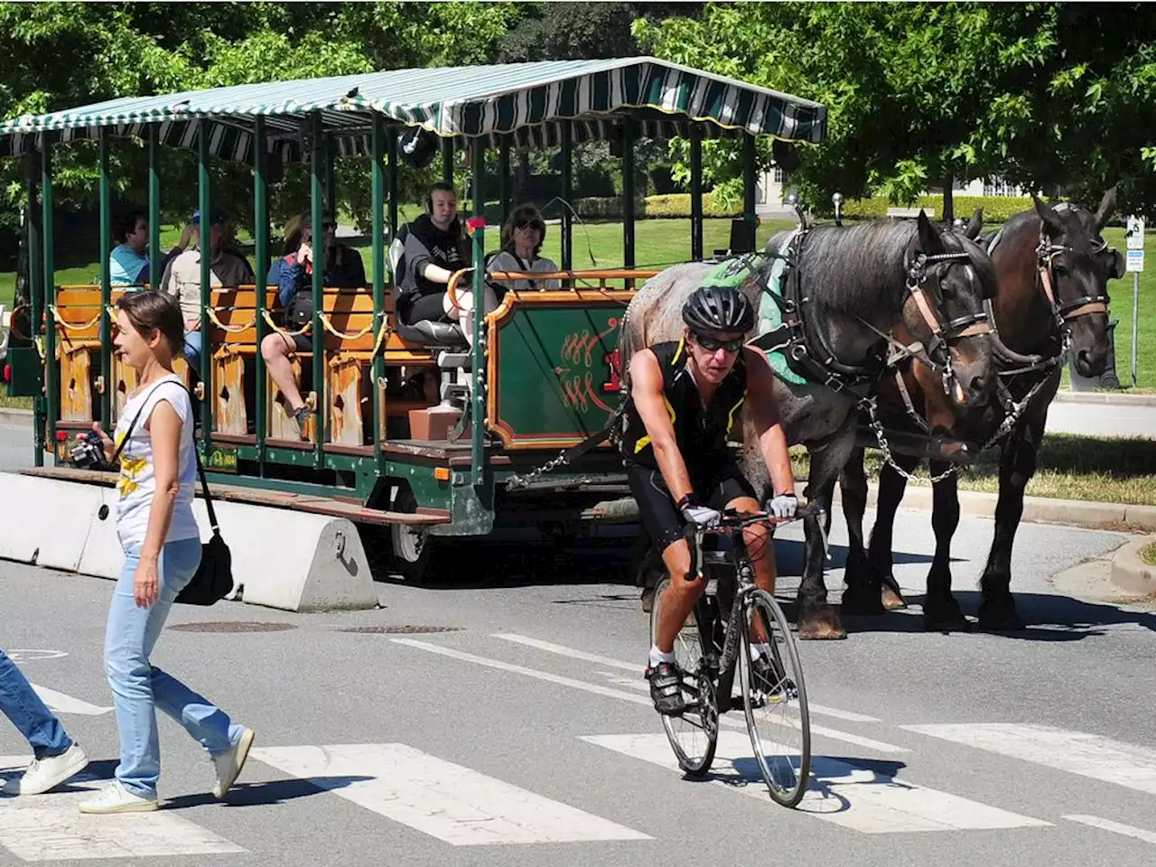 Animal-loving singer draws Stanley Park draft horses back into the limelight