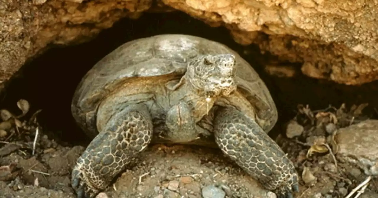 Hundreds of desert tortoises in need of new homes