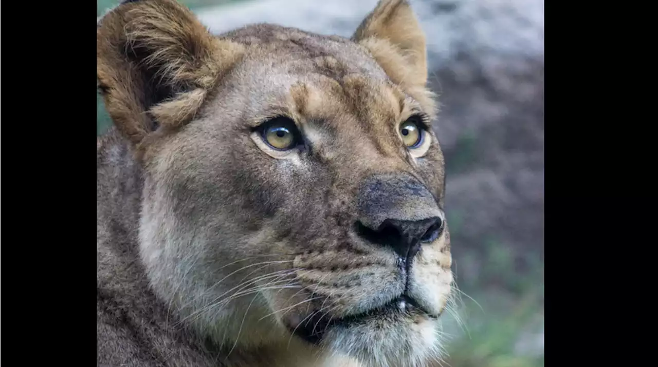 The Birmingham Zoo’s African lioness, Akili, dies following introduction to new lion