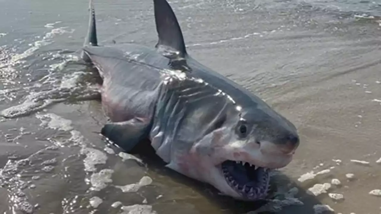 Dead shark appearing to be great white washes up on Long Island beach amid ongoing shark sightings