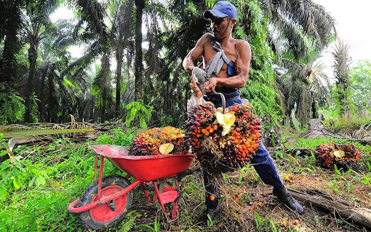 Pemerintah Didesak Relaksasi Aturan DMO, Harga TBS Sawit Bisa Naik