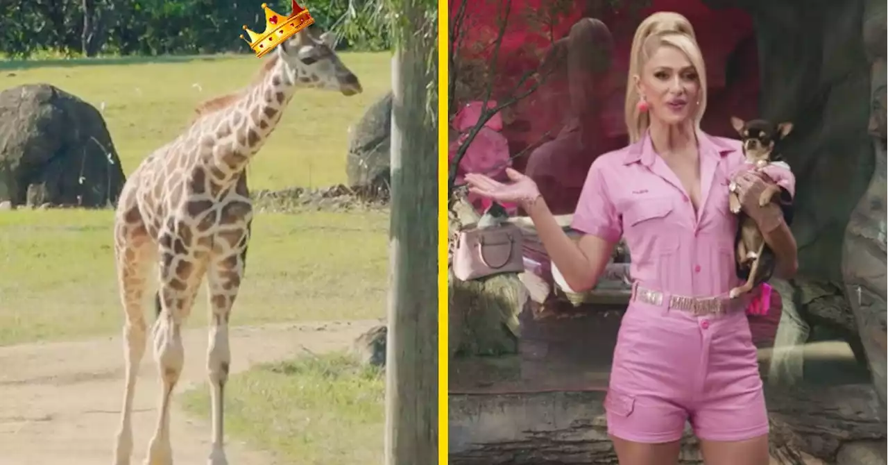 Paris Hilton Just Named The Irwin Family's Baby Giraffe And I'm Howling At The Name