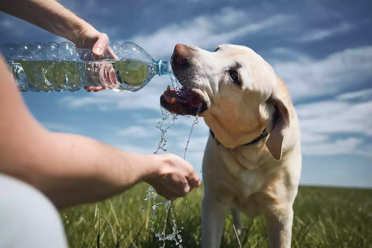 Heat Danger: Tips For Keeping Your Pet Cool, Safe As Heat Wave Grips Philadelphia Region