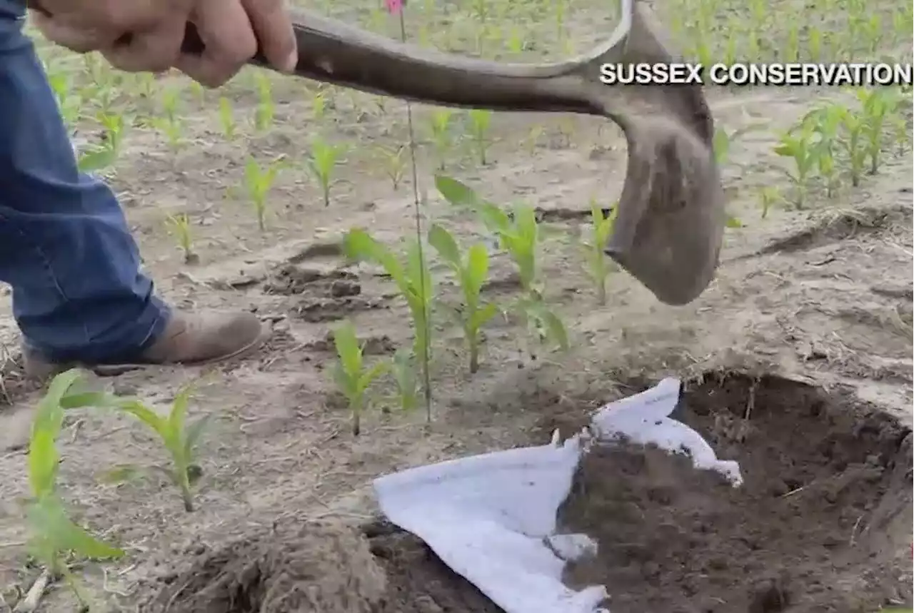 Why Some Delaware Farmers Are Burying Underwear In Soil