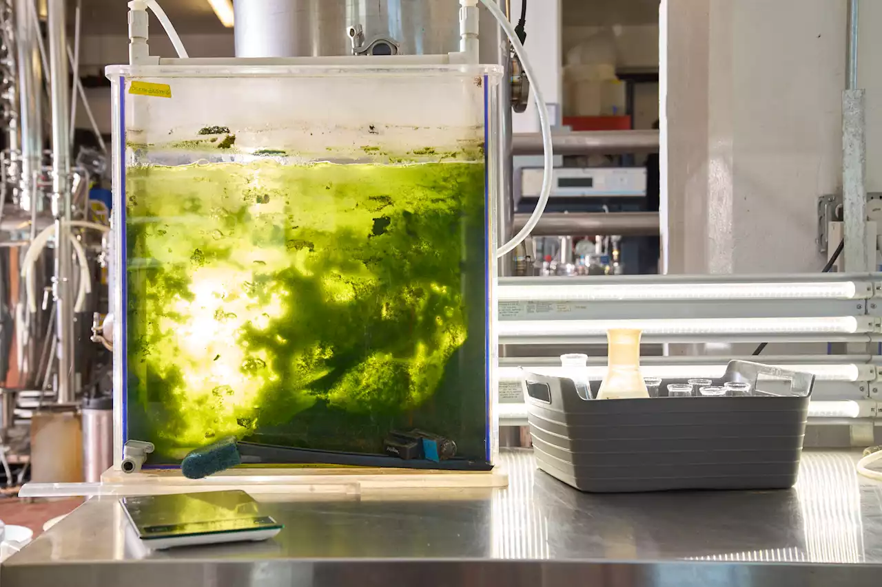 Something magic’s growing at Back of the Yards Algae Sciences - Chicago Reader