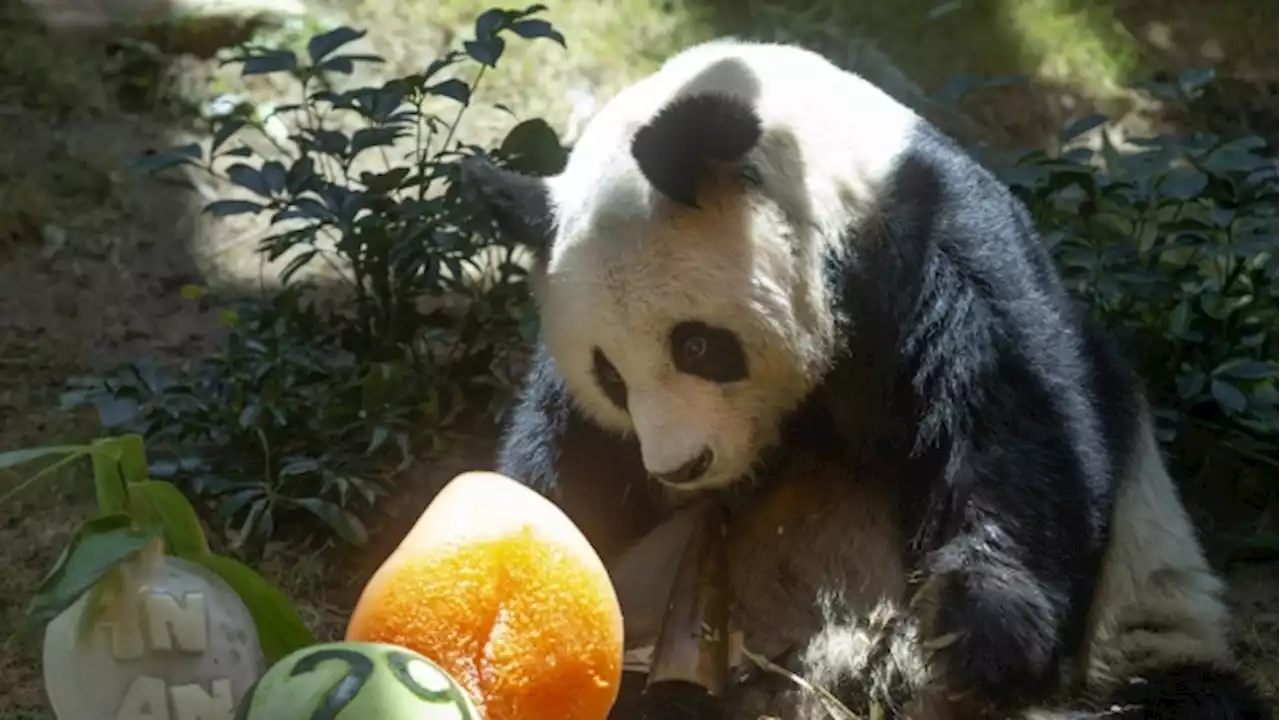 World's oldest male giant panda dies at age 35 in Hong Kong