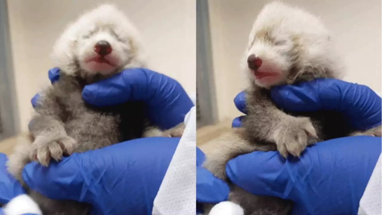 An endangered red panda cub was just born at the Toronto Zoo