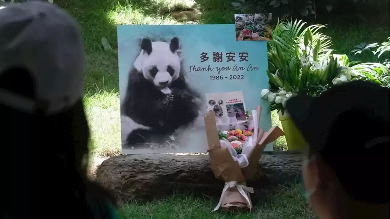 Worlds Oldest Male Giant Panda Dies At Age 35 In Hong Kong 