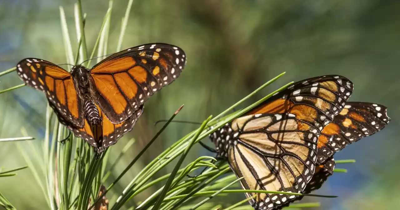 Beloved monarch butterflies now listed as endangered