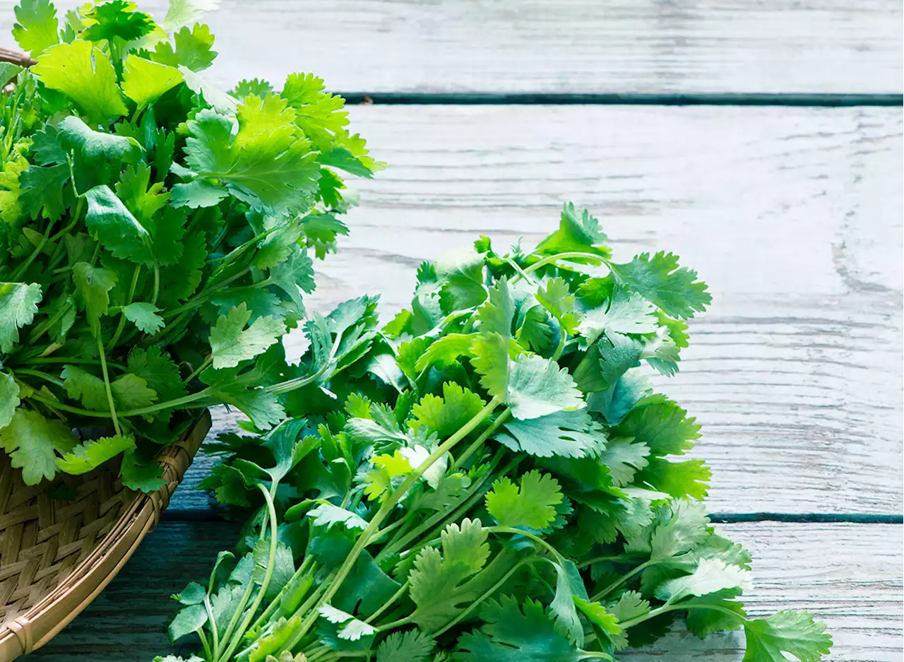 5 Surprising Effects of Eating Cilantro, Say Dietitians — Eat This Not That