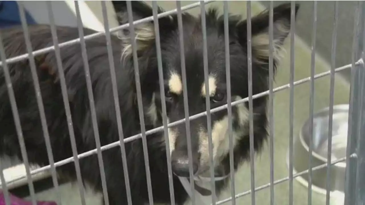 BARC taking in fewer animals, but euthanizing more of them