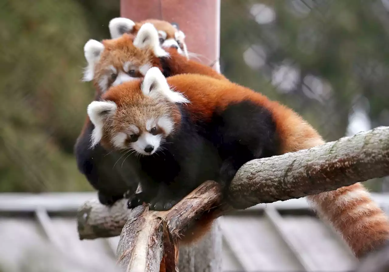 Endangered red panda cub born at Toronto Zoo, just third in more than 25 years