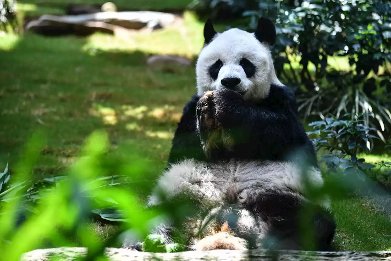 World’s oldest male giant panda in captivity dies at age 35 in Hong Kong