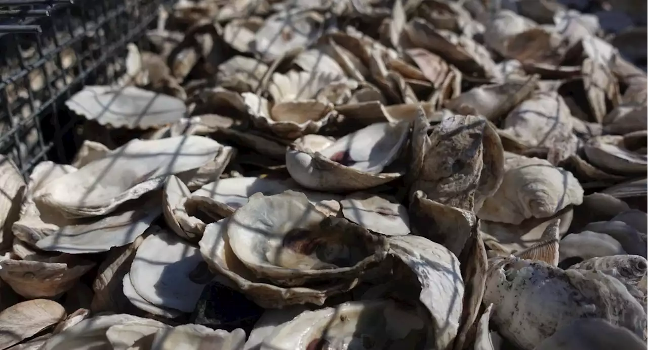 Millions of baby oysters get a new briny home off the shores of Hudson River Park