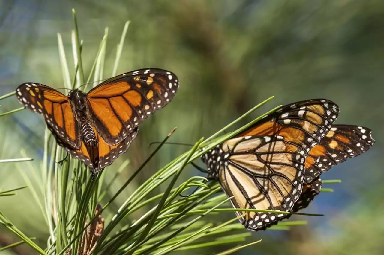 Beloved Monarch Butterflies Now Listed As Endangered