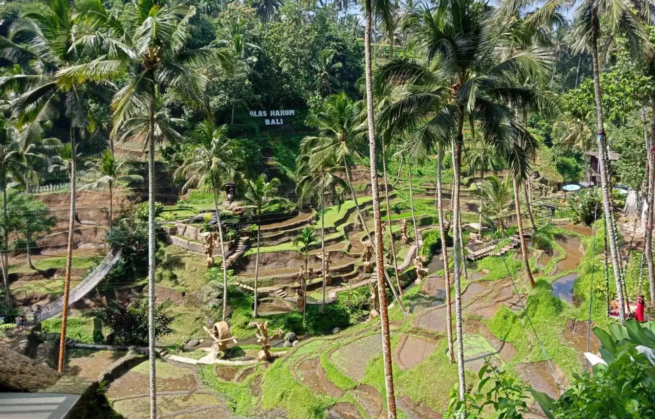 Ubud Bali Jadi Kota Terbaik Asia, Unggul Segalanya dari Destinasi Lain