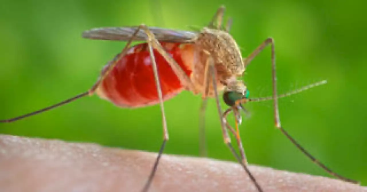 Take steps to prevent mosquito-borne illness, says Pima County