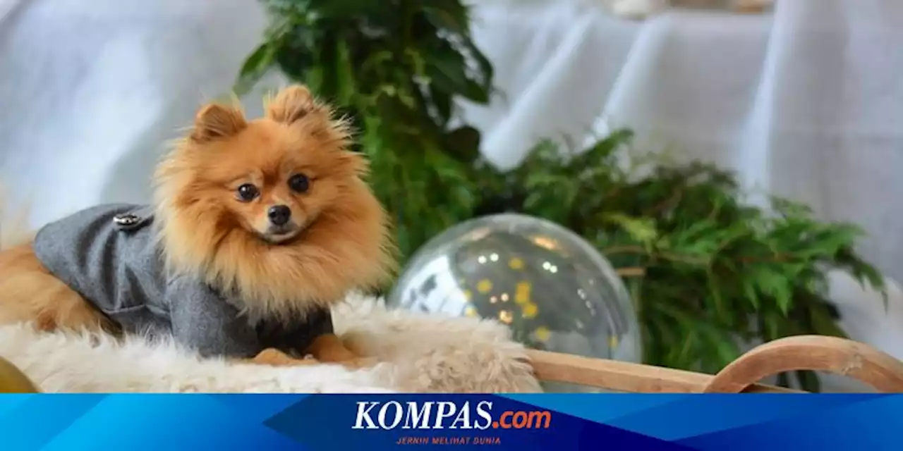 Benarkah Anjing Pomeranian Agresif? Simak Penjelasannya