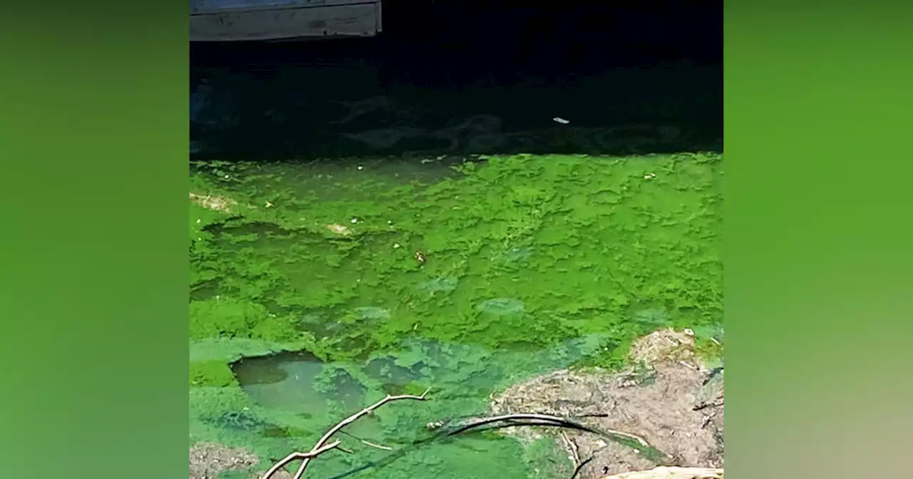 North Coast water board issues alert regarding toxic algae in Spring Lake