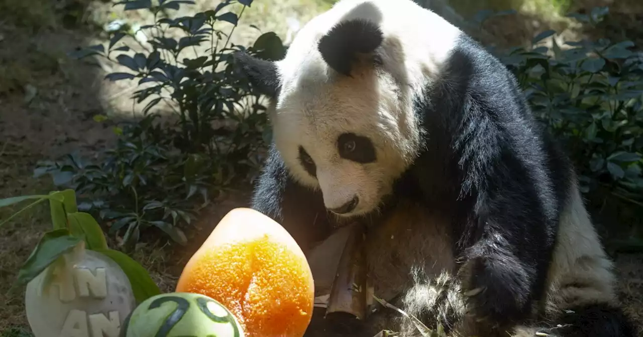 World's oldest male giant panda in captivity, 35, dies in Hong Kong