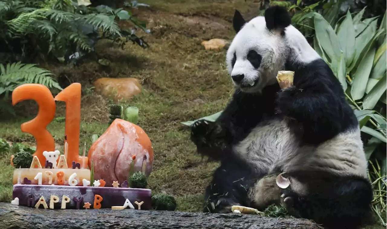 World's oldest male panda dies at 35 after weeks of 'deteriorating health'