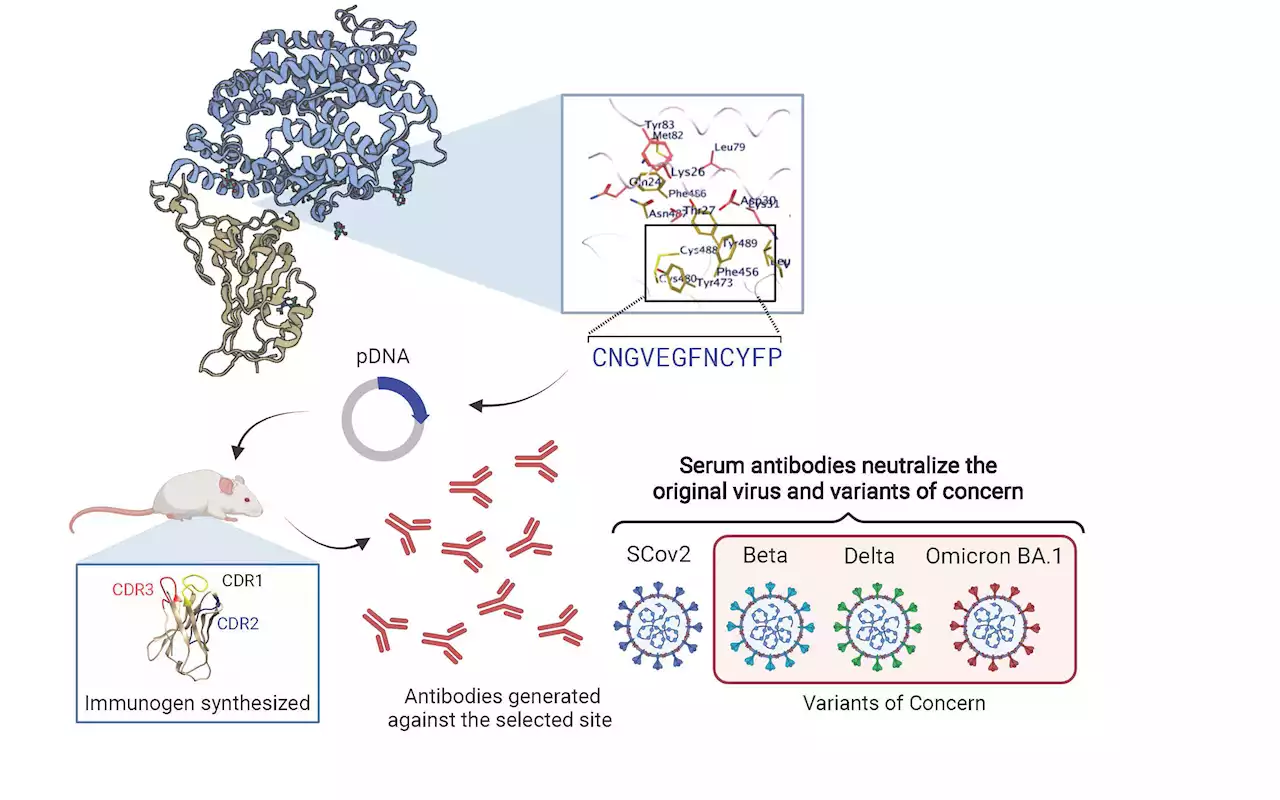 A novel COVID-19 vaccine using modified bacterial DNA