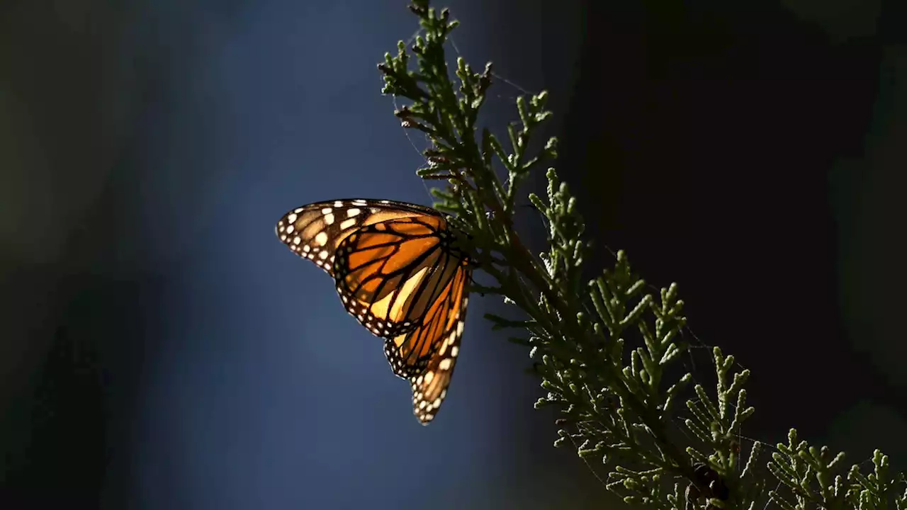 Monarch butterflies are now an endangered species