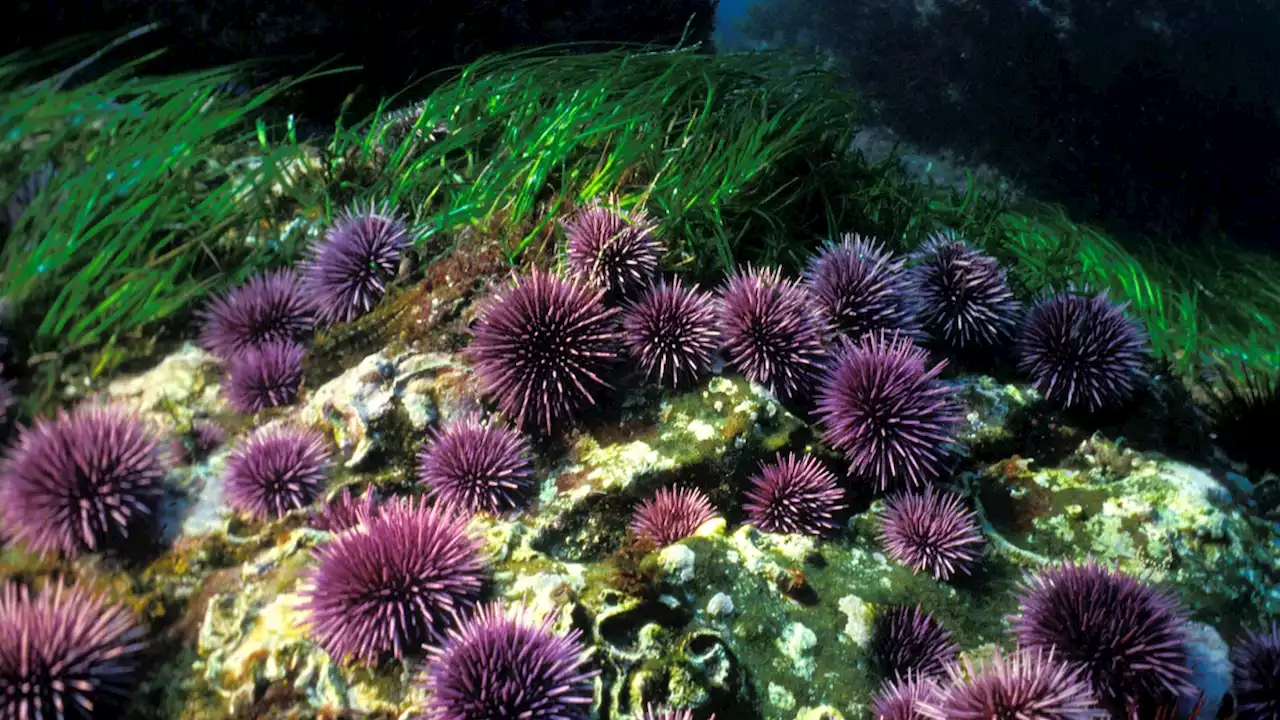 Want to help California’s kelp forests? Eat sea urchins.