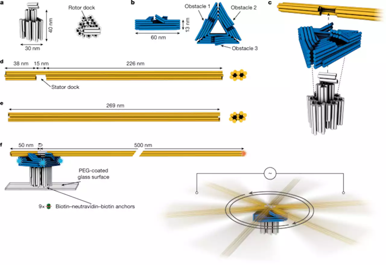 A DNA origami rotary ratchet motor - Nature