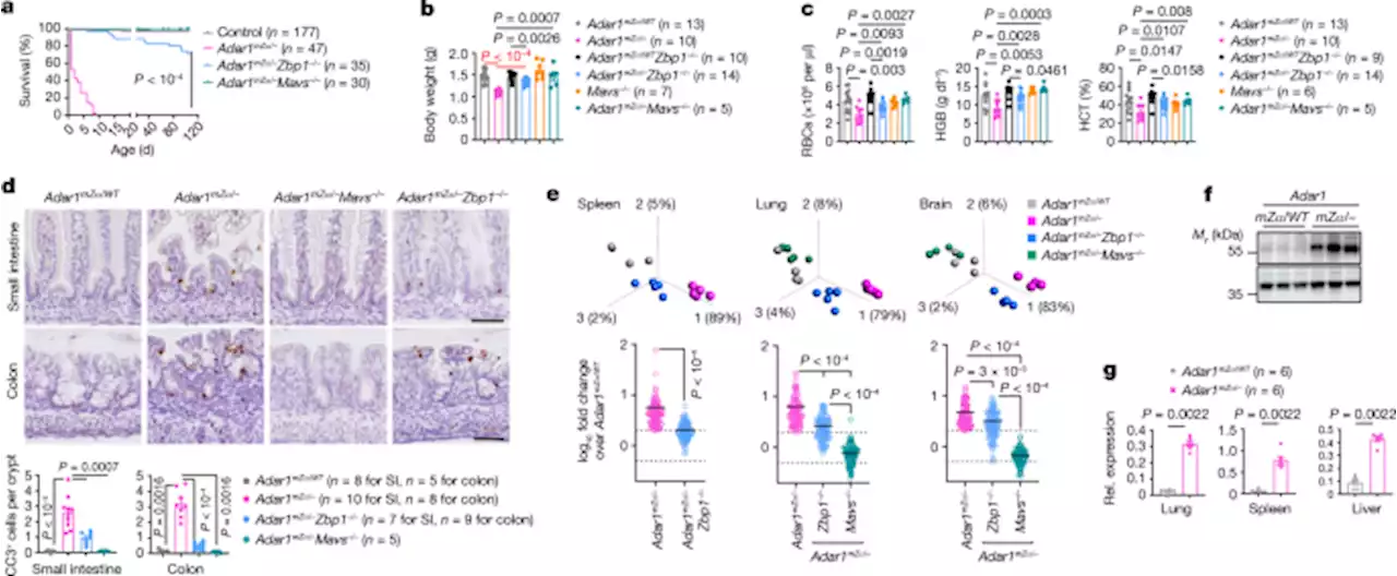 ADAR1 averts fatal type I interferon induction by ZBP1 - Nature