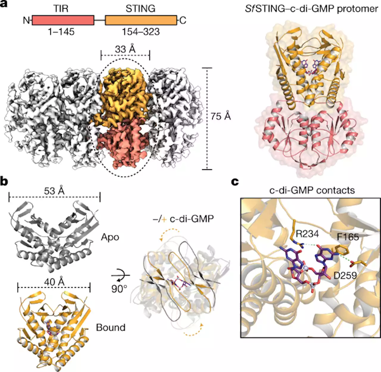 Cryo-EM structure of an active bacterial TIR–STING filament complex - Nature