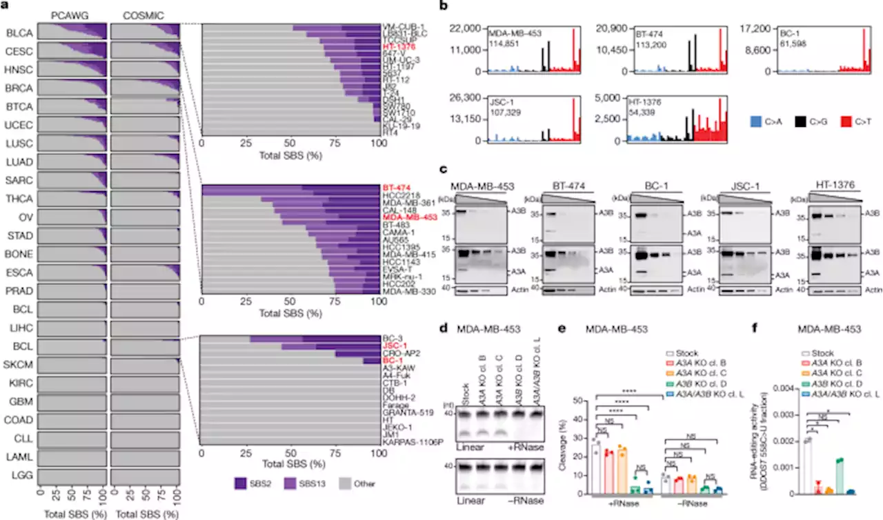 Mechanisms of APOBEC3 mutagenesis in human cancer cells - Nature