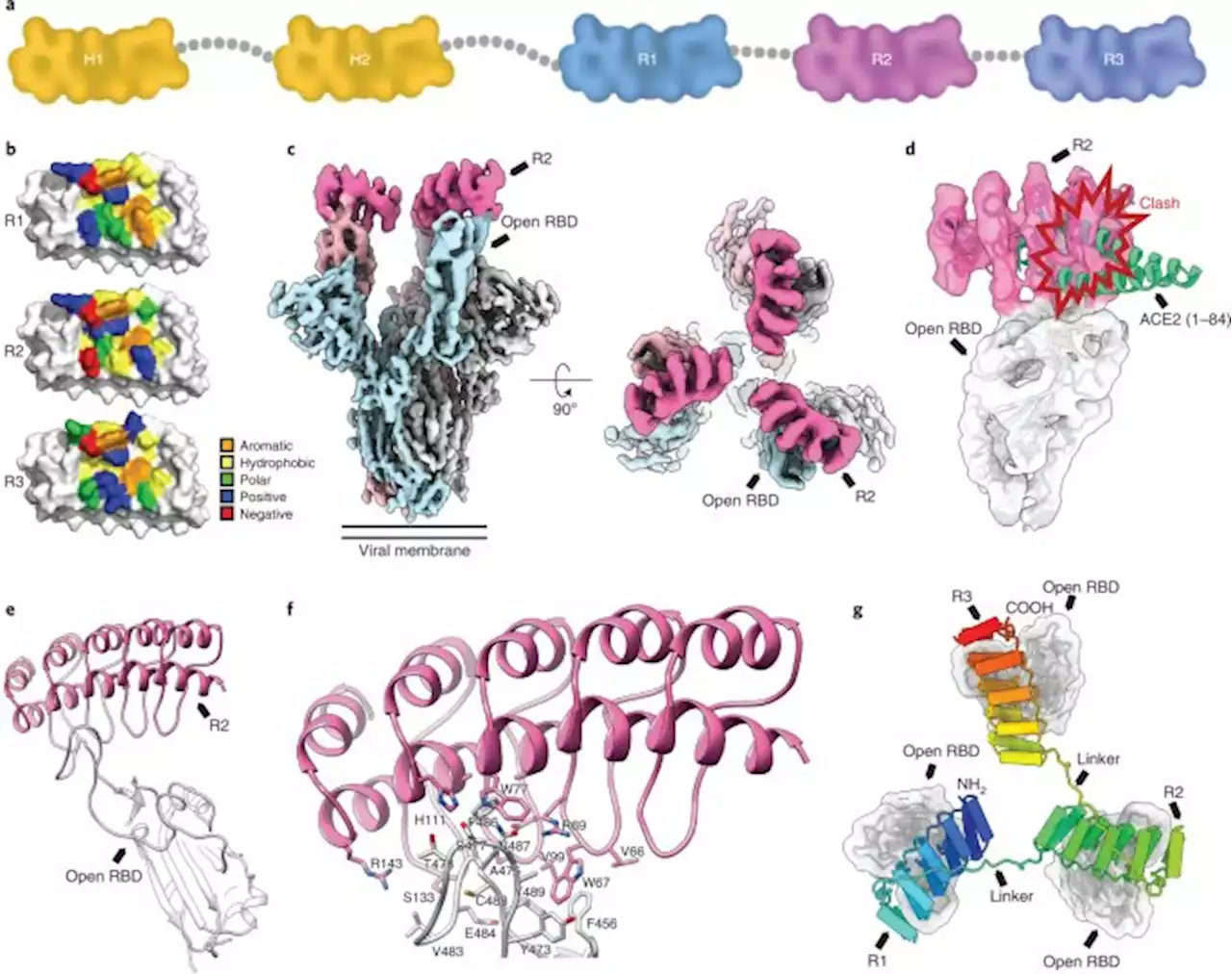 The trispecific DARPin ensovibep inhibits diverse SARS-CoV-2 variants - Nature Biotechnology