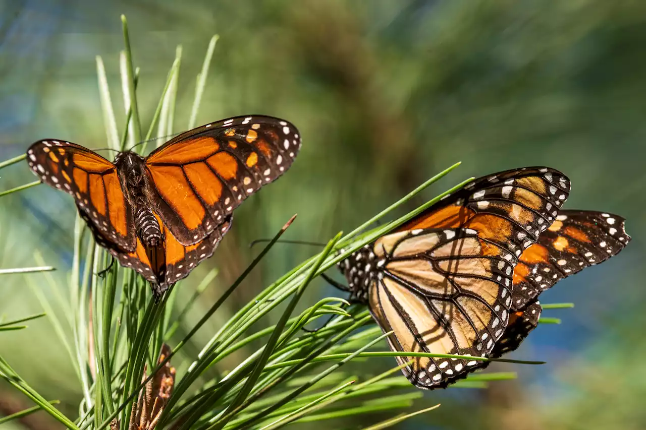 Monarch Butterflies Are Now Listed as Endangered