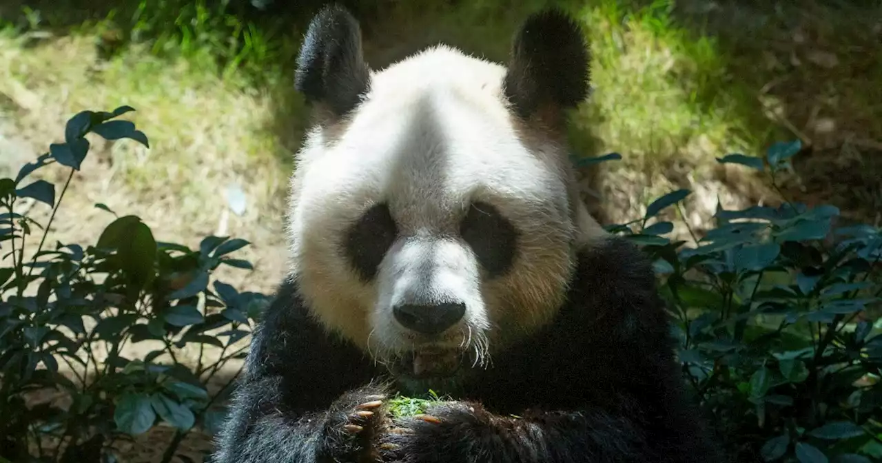 An An, world’s oldest male giant panda in captivity, dies at 35