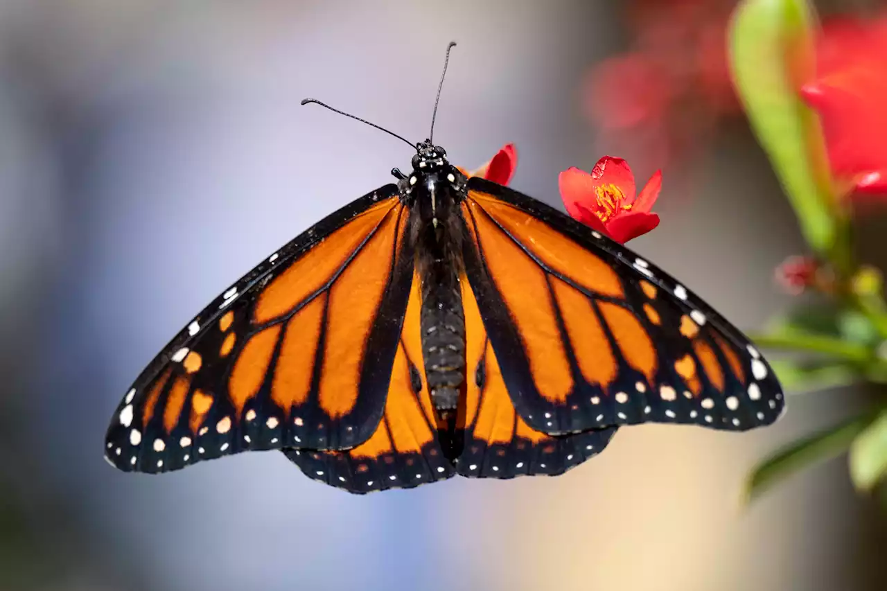 Monarch Butterfly Added to International Threatened Species List