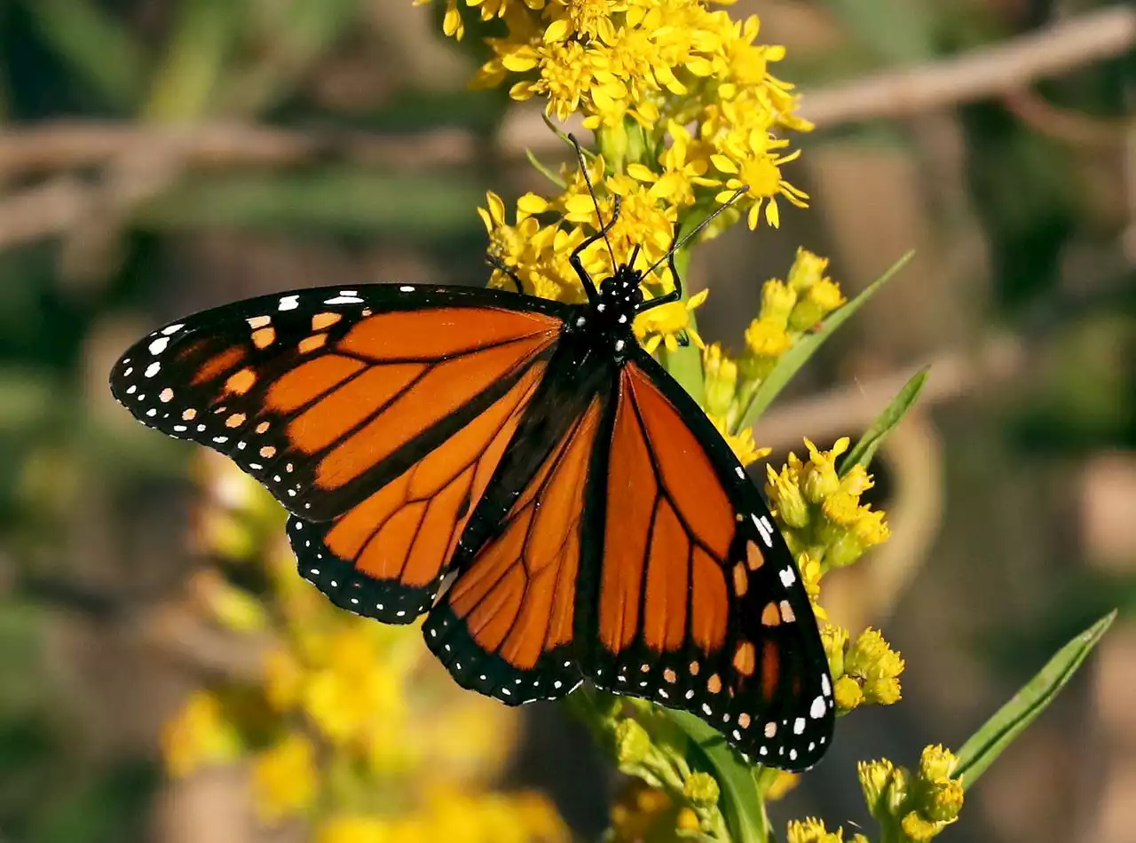 Beloved monarch butterflies that spend part of the year in N.J. now listed as endangered