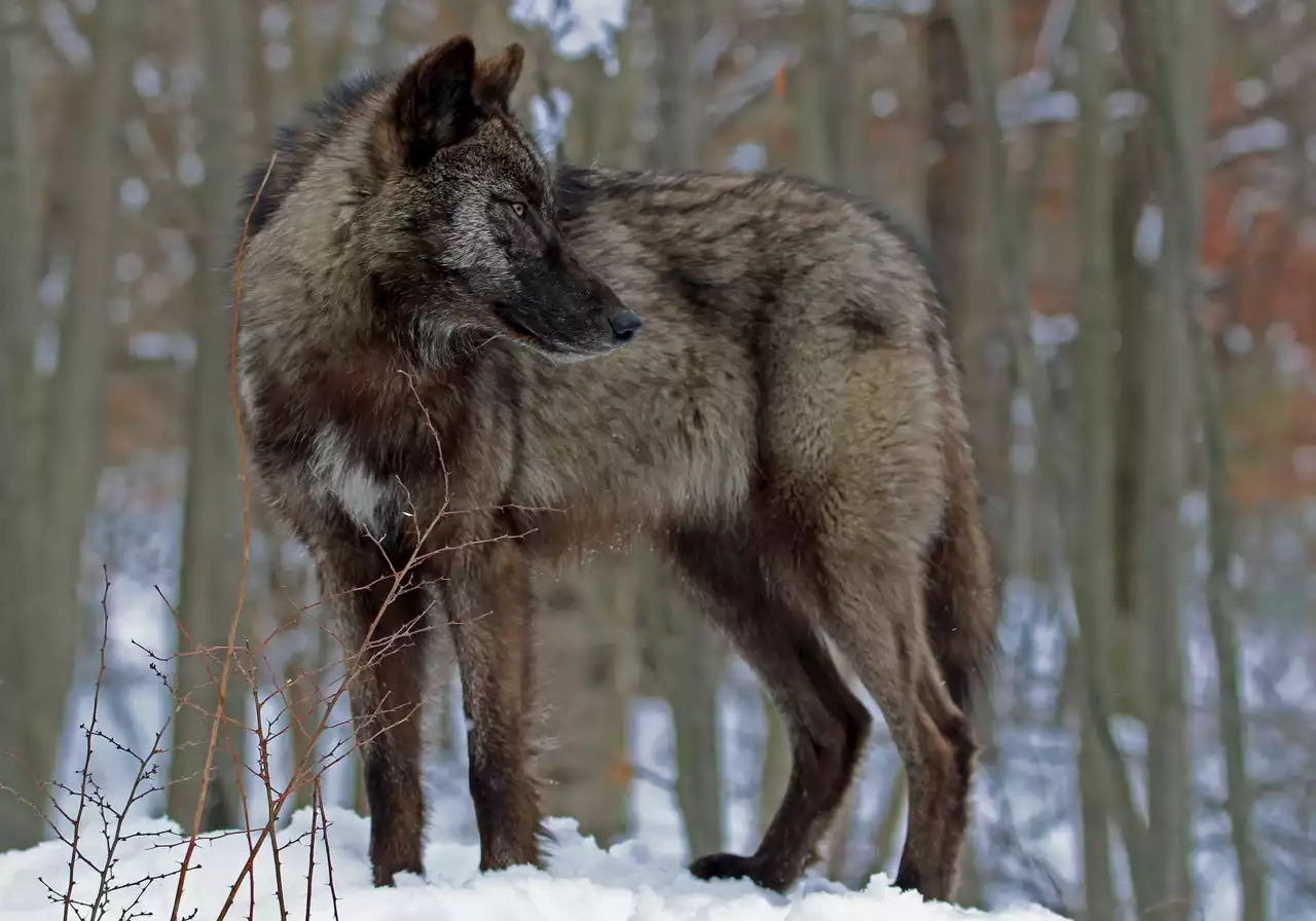 Beloved N.J. wolf dies after rattlesnake bite